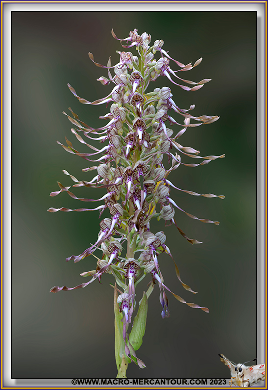 Orchis Bouc